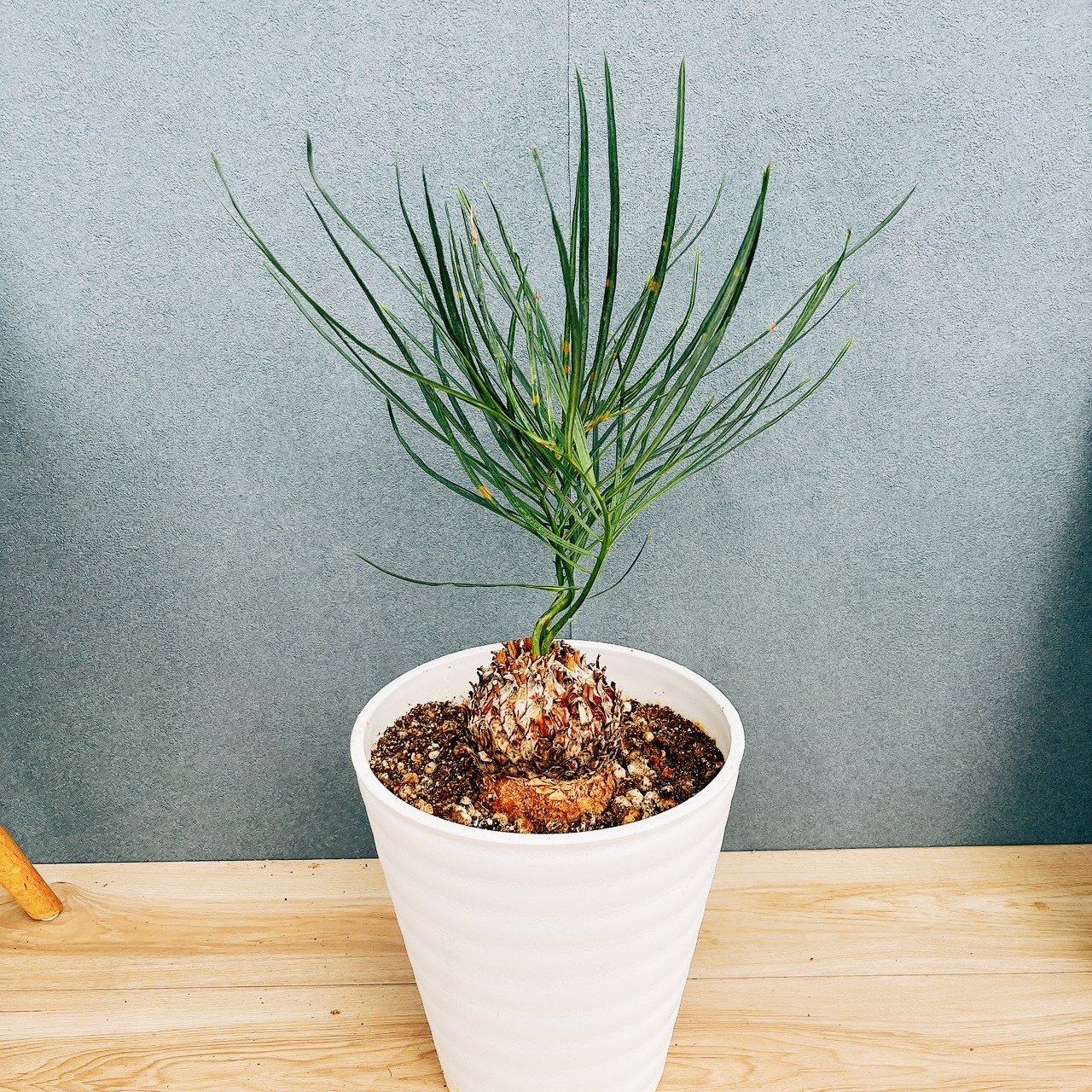 ［現品］【超希少】2番　ソテツ　カイルンシアナブルー　8号　蘇轍　観葉植物　レア　綺麗な葉