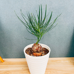 ［現品］【希少】☆おすすめ☆ 89番　フィカス　グランディス　曲がり　8号 現品］【希少】☆おすすめ☆ 89番 フィカス グランディス 曲がり