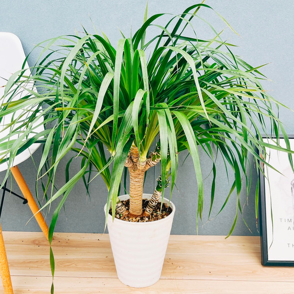 現品］【希少】8番 ドラセナ カンボジアーナ 観葉植物 レア 室内 幸福