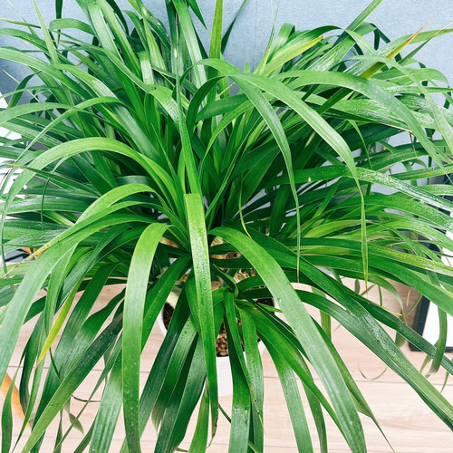 現品］【希少】8番 ドラセナ カンボジアーナ 観葉植物 レア 室内