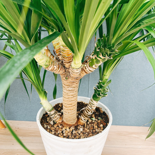 現品］【希少】8番 ドラセナ カンボジアーナ 観葉植物 レア 室内 幸福