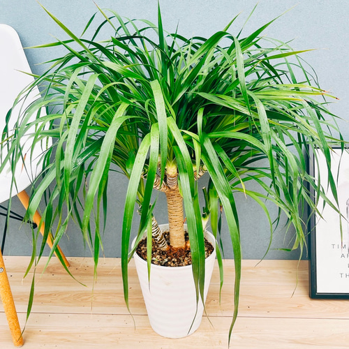 観葉植物　ドラセナ　カンボジアーナ　８号鉢 観葉植物 ドラセナ カンボジアーナ（8号鉢）｜HanaPrime（ハナプライム）