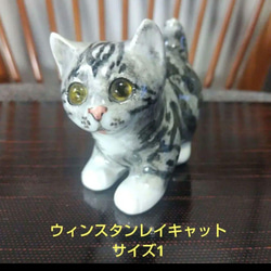 ウィンスタンレイキャット　ケンジントンキャット✨真緑の瞳✨激レア猫✨サイズ7❣️ ウィンスタンレイキャット ケンジントンキャット✨真緑の瞳✨激