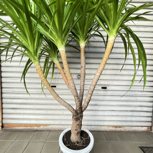 ボリューム樹形 ドラセナ カンボジアーナ 観葉植物 おしゃれインテリア