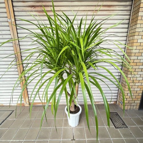 ボリューム樹形 ドラセナ カンボジアーナ 観葉植物 おしゃれインテリア