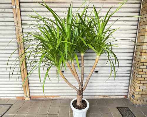 ボリューム樹形 ドラセナ カンボジアーナ 観葉植物 おしゃれインテリア