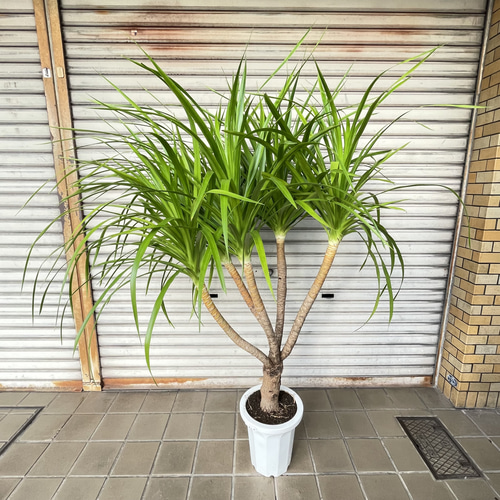 ボリューム樹形 ドラセナ カンボジアーナ 観葉植物 おしゃれインテリア