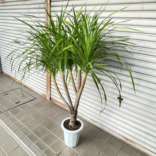 ボリューム樹形 ドラセナ カンボジアーナ 観葉植物 おしゃれインテリア