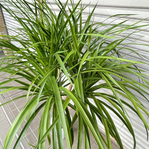 ボリューム樹形 ドラセナ カンボジアーナ 観葉植物 おしゃれインテリア