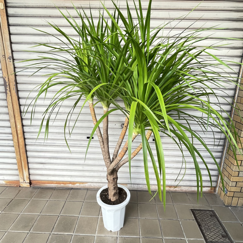 ボリューム樹形 ドラセナ カンボジアーナ 観葉植物 おしゃれインテリア