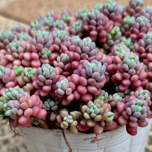 パープルヘイズ ストロベリーカラー セダム 多肉植物 多肉植物