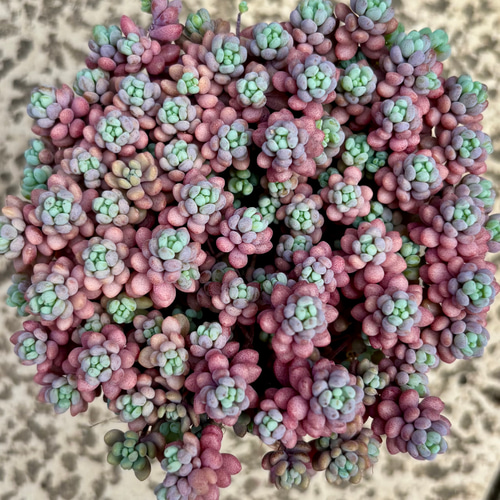 パープルヘイズ ストロベリーカラー セダム 多肉植物 多肉植物