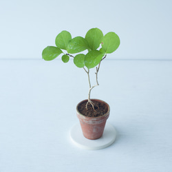 【ミニ盆栽】石化檜（セッカヒノキ） ミニ盆栽 石化ヒノキ (セッカヒノキ) 盆栽 ikona 通販 19281563