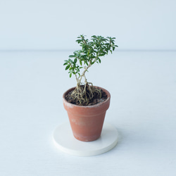 イワヒバの苔玉 (岩ヒバ, 岩松) ミニ盆栽, 植物 盆栽 ikona 通販