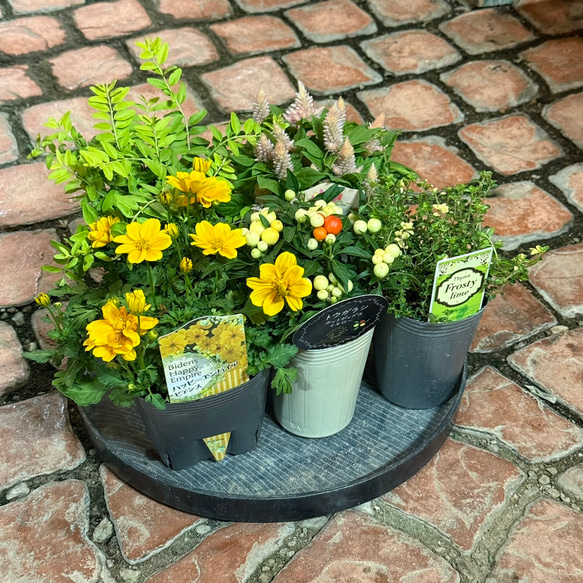 観葉植物 斑入り トウガラシ♡寄植えにも！！ 観賞用トウガラシの寄せ植え⸜(◍ ´꒳` ◍)⸝ カラフルで可愛らしい