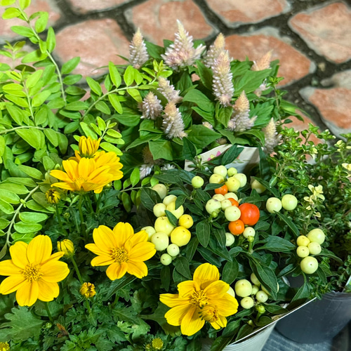 トウガラシ」×「ビデンス」ビタミンカラー寄せ植え ※寄せ植えセット