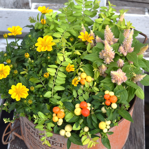 トウガラシ」×「ビデンス」ビタミンカラー寄せ植え ※寄せ植え完成品