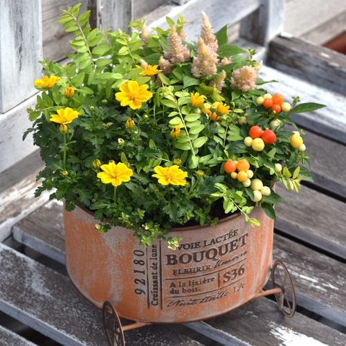 トウガラシ」×「ビデンス」ビタミンカラー寄せ植え ※寄せ植え完成品