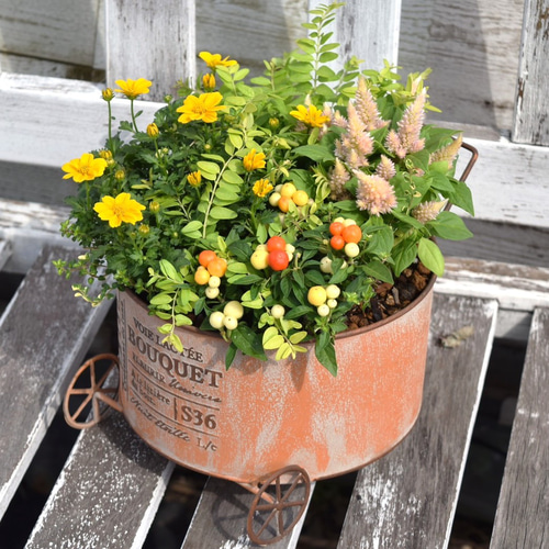 トウガラシ」×「ビデンス」ビタミンカラー寄せ植え ※寄せ植え完成品