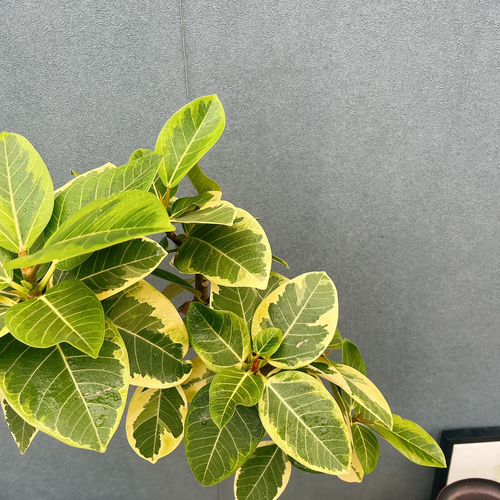 現品］30番 フィカス アルテシマ 曲がり 8号 観葉植物 室内 大型 ゴム