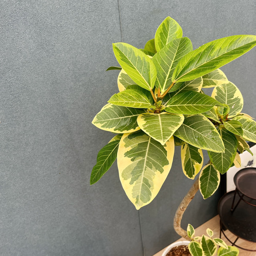 現品］30番 フィカス アルテシマ 曲がり 8号 観葉植物 室内 大型 ゴム