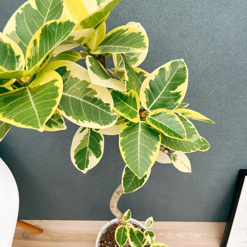 現品］30番 フィカス アルテシマ 曲がり 8号 観葉植物 室内 大型 ゴム