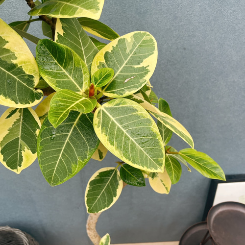 現品］30番 フィカス アルテシマ 曲がり 8号 観葉植物 室内 大型 ゴム