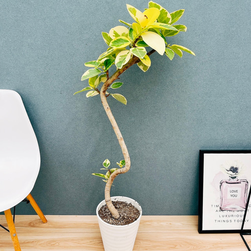 現品］30番 フィカス アルテシマ 曲がり 8号 観葉植物 室内 大型 ゴム