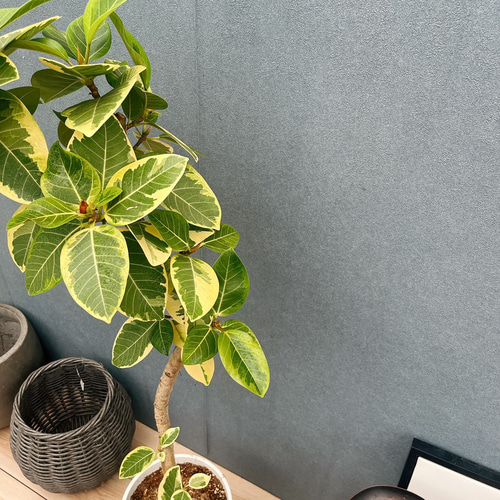 現品］30番 フィカス アルテシマ 曲がり 8号 観葉植物 室内 大型 ゴム