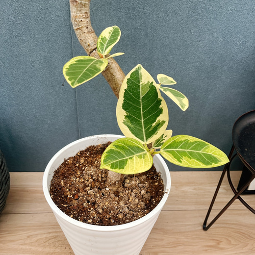 ［現品］H フィカス　アルテシマ　曲がり　8号　観葉植物　室内　大型　ゴムの木 現品］30番 フィカス アルテシマ 曲がり 8号 観葉植物 室内 大型 ゴム