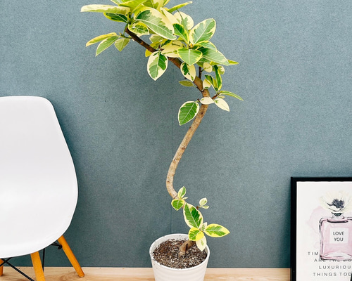 現品］30番 フィカス アルテシマ 曲がり 8号 観葉植物 室内 大型 ゴム