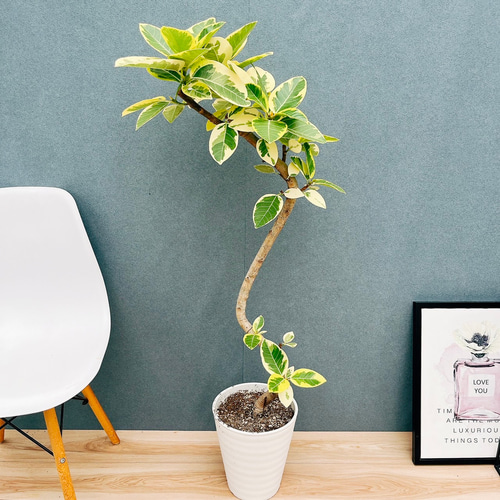 現品］30番 フィカス アルテシマ 曲がり 8号 観葉植物 室内 大型 ゴム