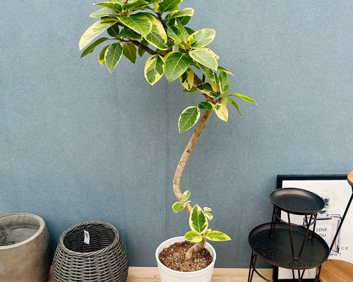 現品　フィカス　ゴムの木　アルテシマ　曲がり　16番　観葉植物　インテリア 現品］30番 フィカス アルテシマ 曲がり 8号 観葉植物 室内 大型 ゴム