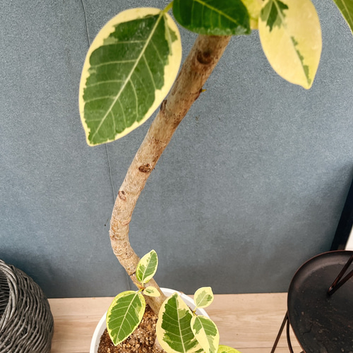現品］30番 フィカス アルテシマ 曲がり 8号 観葉植物 室内 大型 ゴム