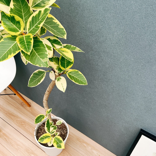 現品］30番 フィカス アルテシマ 曲がり 8号 観葉植物 室内 大型 ゴム