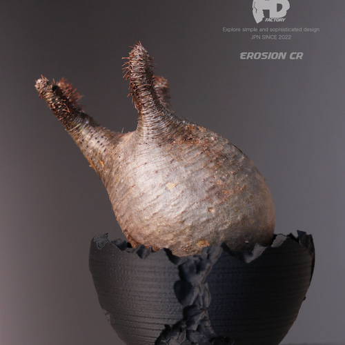 塊根植物 鉢 植木鉢 Adv-055M(120×75) Erosion cr おしゃれ 多肉 作家