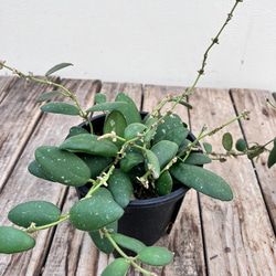 希少種ホヤ パキクラダ アルボ＊斑入り＊観葉植物＊レア品種＊ アート