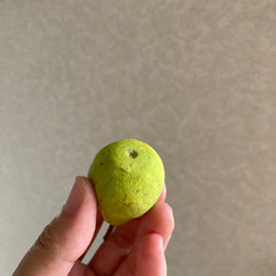 9813.bud 秋の実り 洋梨 6枚目の画像