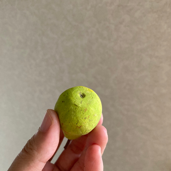 9813.bud 秋の実り 洋梨 6枚目の画像