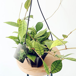 Premium Plants】エバーフレッシュ ネムノキ 観葉植物 大型 c その他