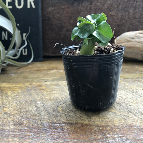 巻葉♡アデニウム♡アラビカム♡塊根植物♡蛸足♡観葉植物