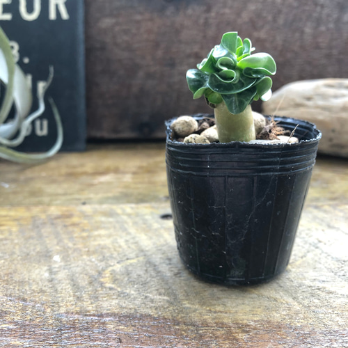巻葉♡アデニウム♡アラビカム♡塊根植物♡蛸足♡観葉植物