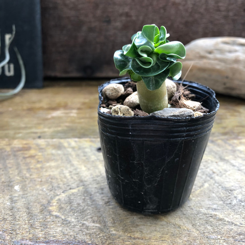 巻葉♡アデニウム♡アラビカム♡塊根植物♡蛸足♡観葉植物