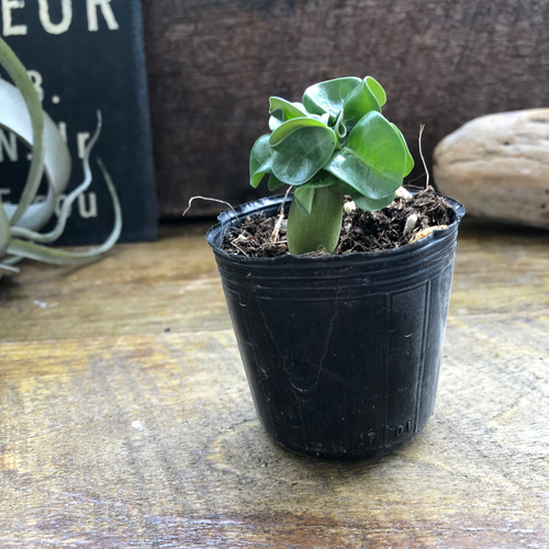 巻葉♡アデニウム♡アラビカム♡塊根植物♡蛸足♡観葉植物