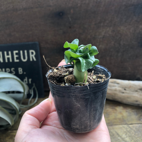 巻葉♡アデニウム♡アラビカム♡塊根植物♡蛸足♡観葉植物