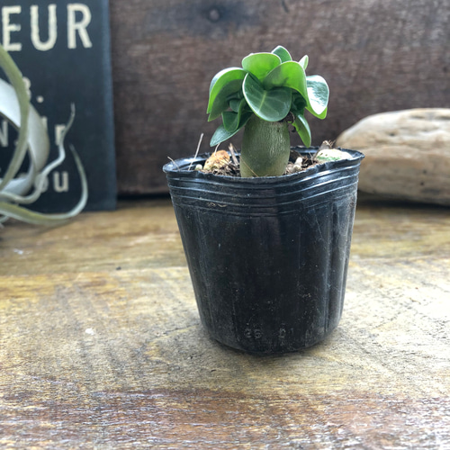 巻葉♡アデニウム♡アラビカム♡塊根植物♡蛸足♡観葉植物