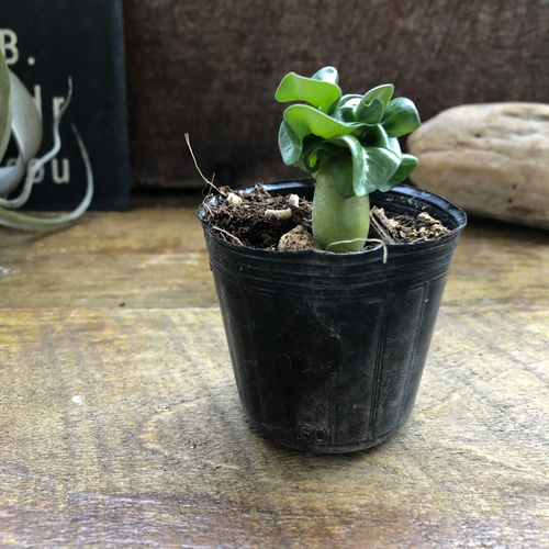 巻葉♡アデニウム♡アラビカム♡塊根植物♡蛸足♡観葉植物
