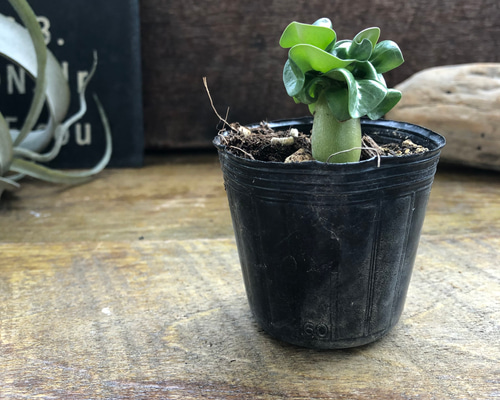 巻葉♡アデニウム♡アラビカム♡塊根植物♡蛸足♡観葉植物