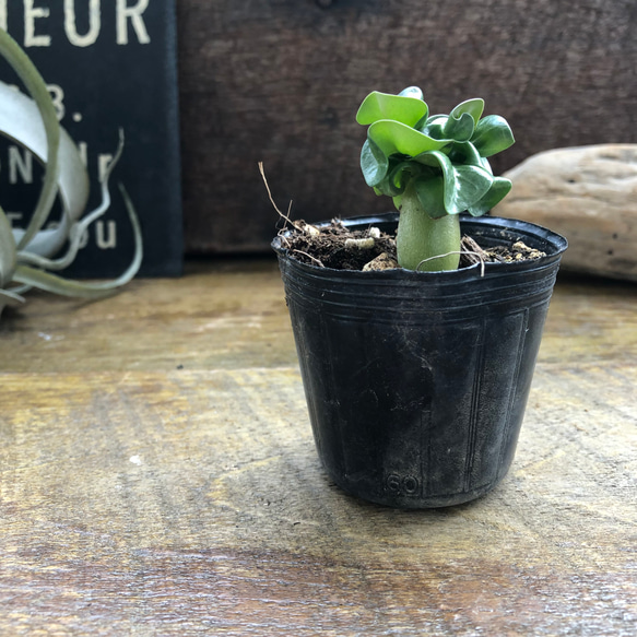 巻葉♡アデニウム♡アラビカム♡塊根植物♡蛸足♡観葉植物