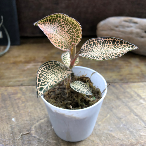 アネクトキルスロクスバーギーゴールドベイン ジュエルオーキッド　良大株 宝石蘭 ゴールドベイン アネクトキルスロクスバギー | 植物の店ベリー